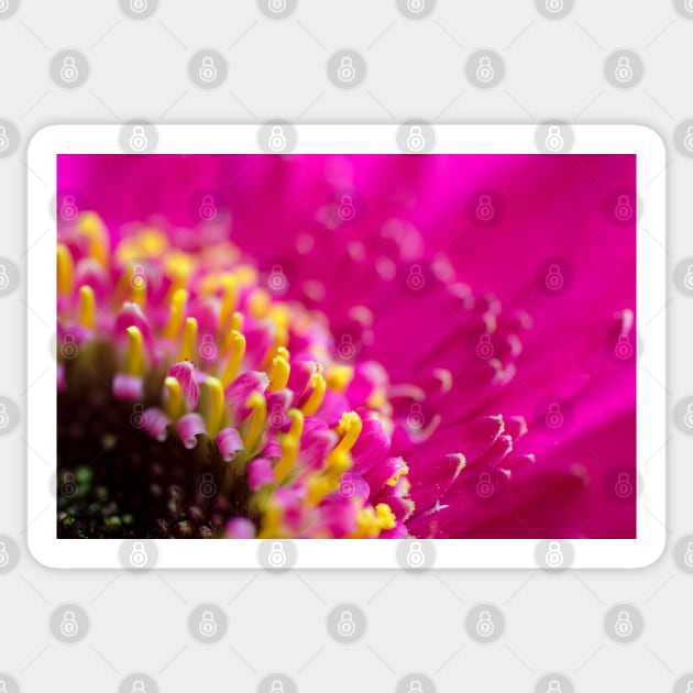 Pink Gerbera Sticker by JeanKellyPhoto